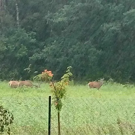 公寓 Noclegi Tomaszkowo *