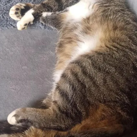 Noclegi Tomaszkowo Apartamento *