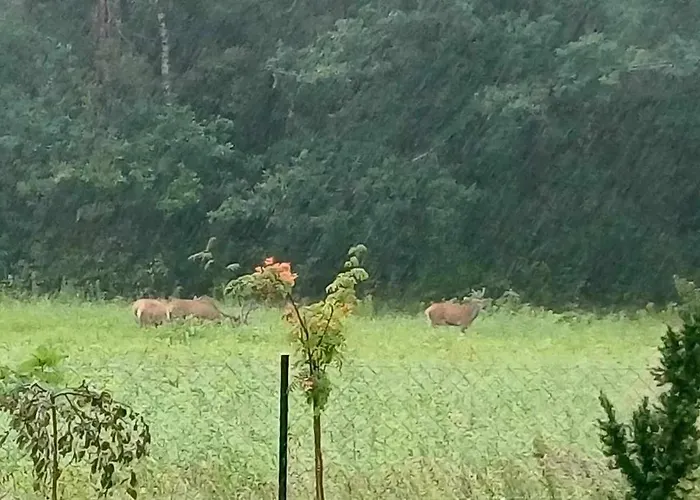 Apartment Noclegi Tomaszkowo *