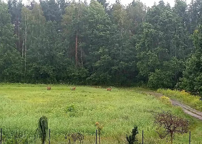 Noclegi Tomaszkowo Apartment Tomaszkowo